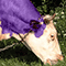 Milka cow